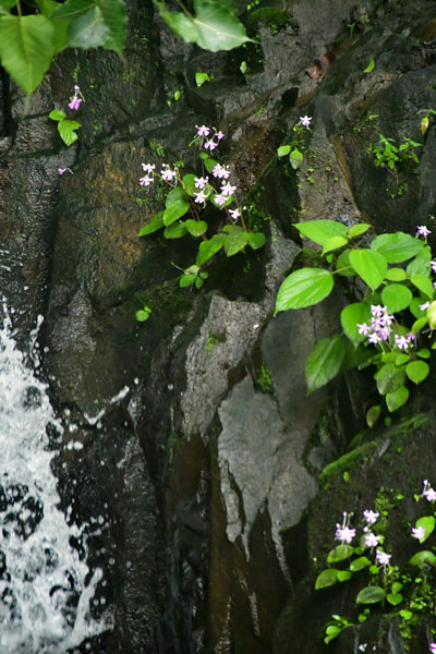 Roadside flowers at waterfall - India 1 8766