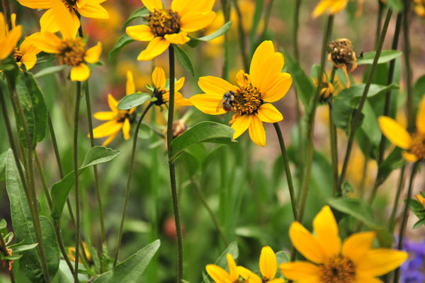 Bee on wildflowers - Utah15 7476