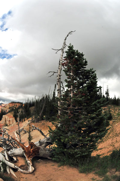 Cedar Breaks - Utah15 7485-10mmfe