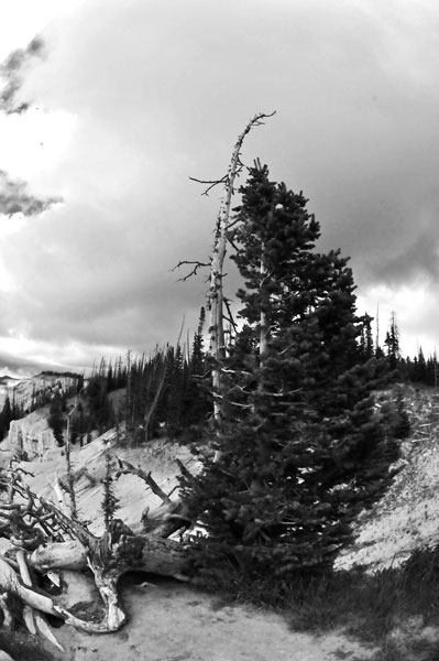 Cedar Breaks - Utah15 7485bw-10mmfe