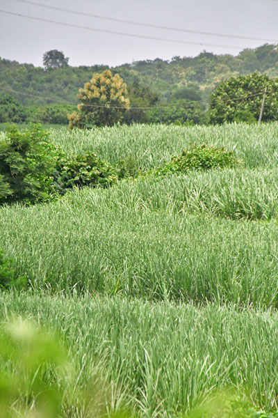 Sugarcane fields - India 1 9007