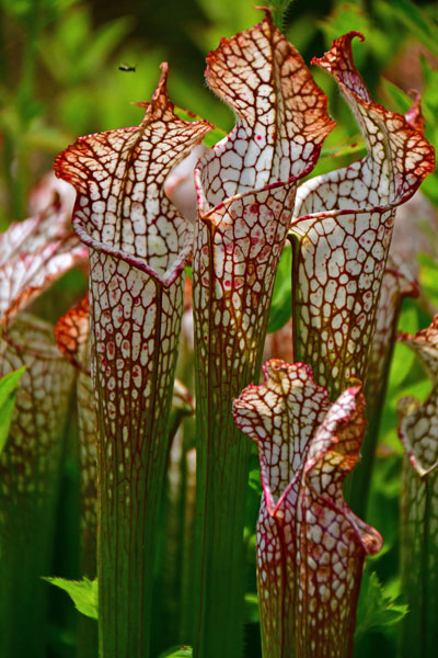 04 Sarracenia pitcher plants 5650