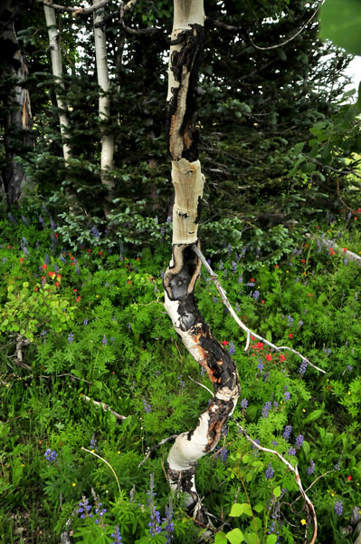 Aspen canker - Utah15 7495