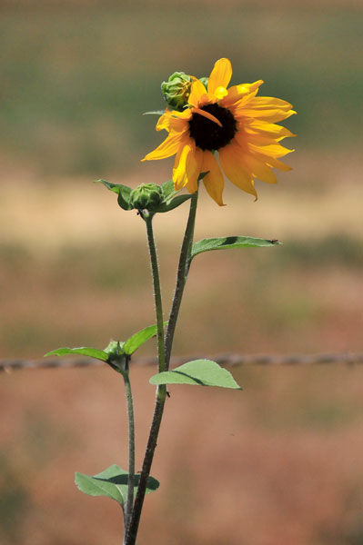 Parowan sunflower - Utah15 7518