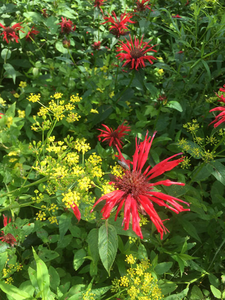 10 Wildflowers - nr. Elktin, WVa i3174