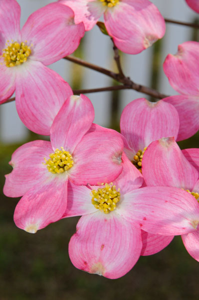 RGB3Reddogwood4991w