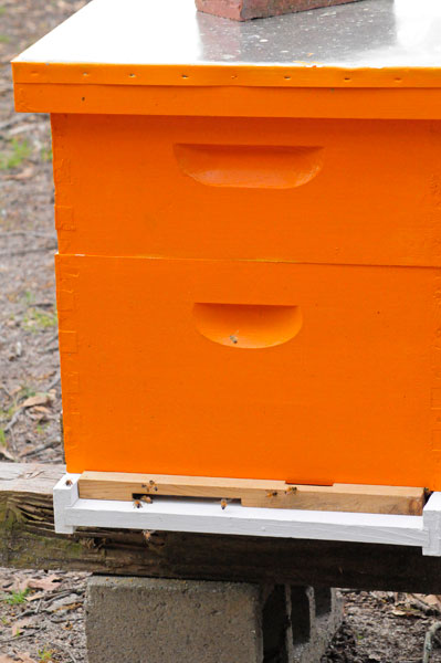 RGB3Tigerbees5846w