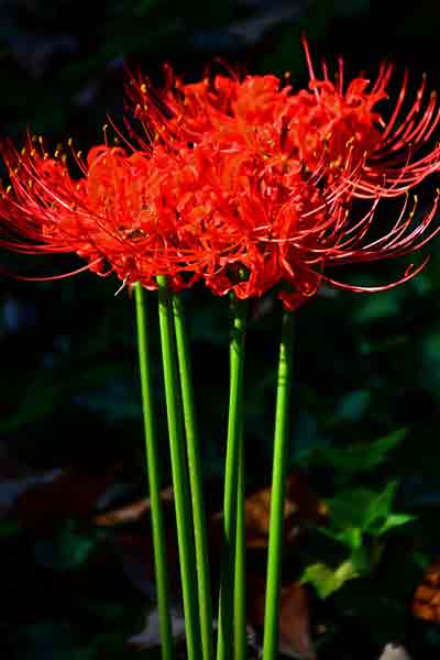 31 Red spider lily, Lycoris radiata 8305