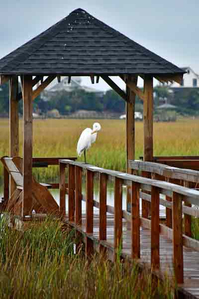 05 Great egret on the dock 9310