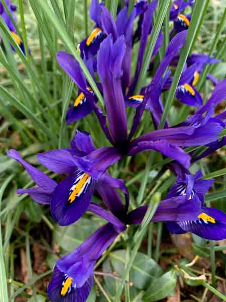 28 Dwarf irises i1174