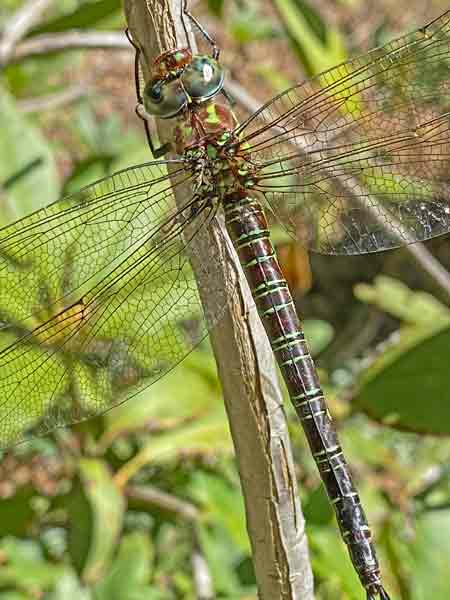 11 Swamp darner i1465