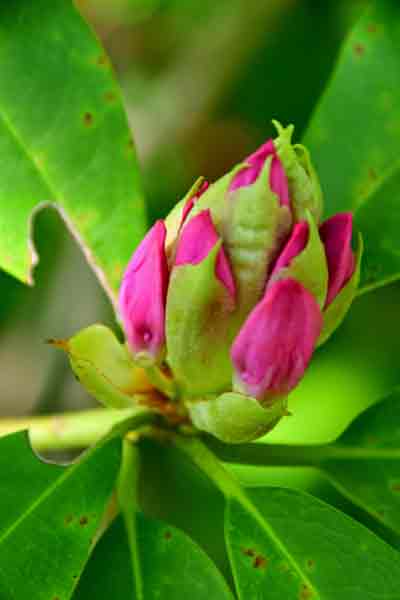 Rhododendron 0506