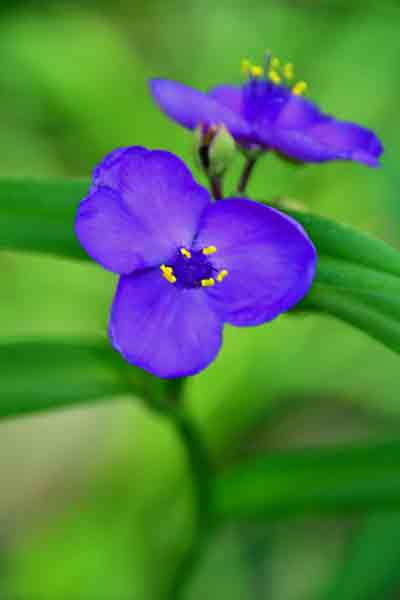 Spiderwort 0582