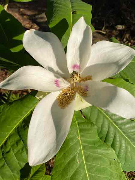 Magnolia i1538