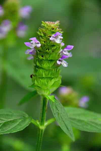 10 Common Selfheal - Prunella vulgaris 0627