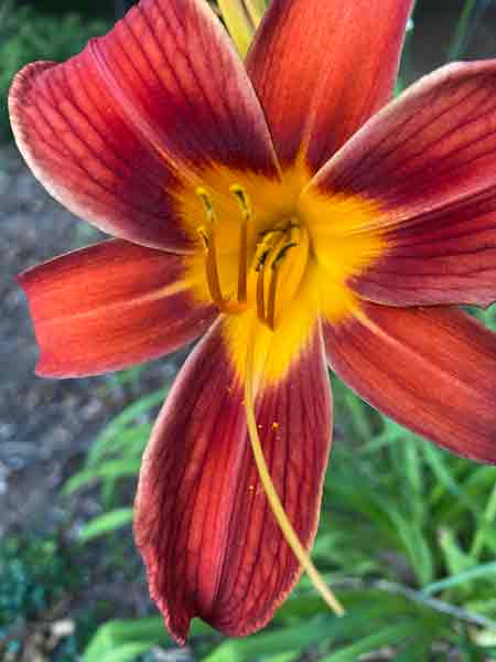 13 Day lily i1641