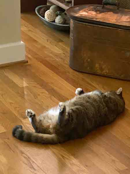 Hobbes destressing i2078