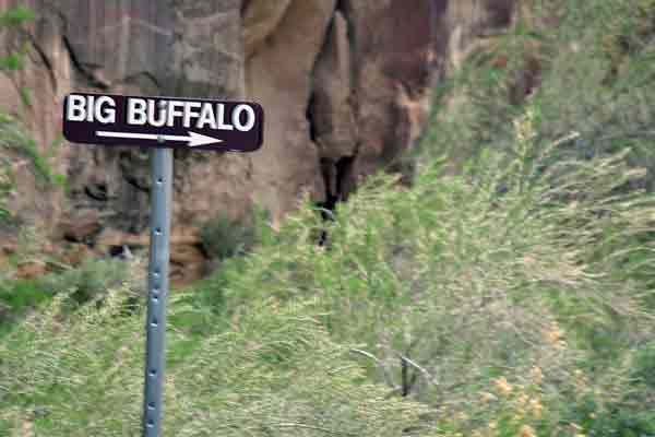 Big Buffalo - Utah-19-2-0255-ref