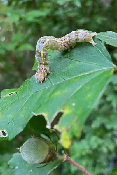 14 Hibiscus leaf caterpillar - Rusicada privata - i2538