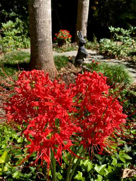 06 Red spider lily i2722