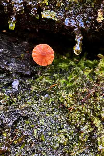 2019 - 22 Oct. Tiny mushroom in a seep i2761