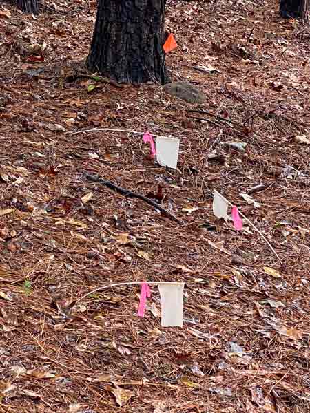 25 - 604 unmarked graves at Clemson University - i2817