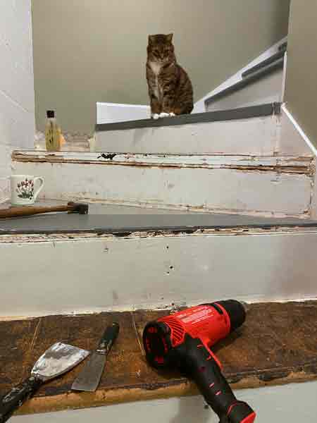 29 Hobbes supervises rebuilding the basement stairs i2859