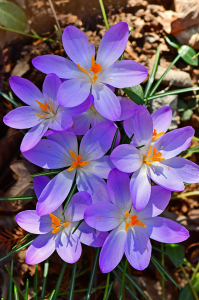 02-23 Huge year for our crocuses 1006