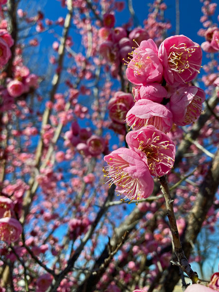 24 Pink flowers and blue sky 3475