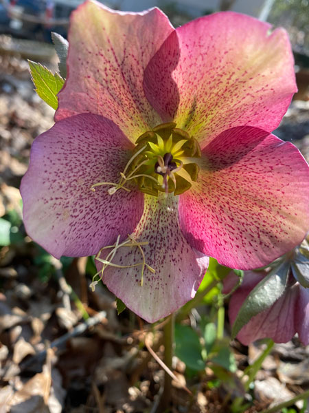 02-25 Lenten rose - Helleborus x hybridus i3485