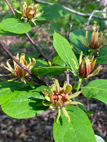 13 Apr - Carolina allspice (eastern sweetshrub or spice bush) iI3979