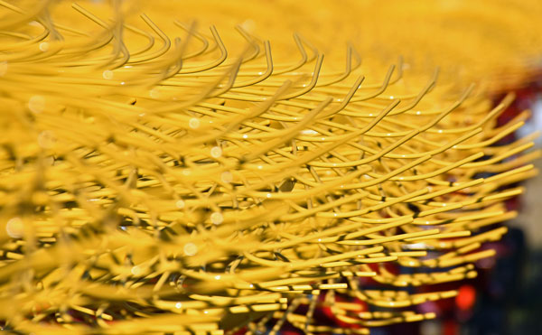 yellow 1260