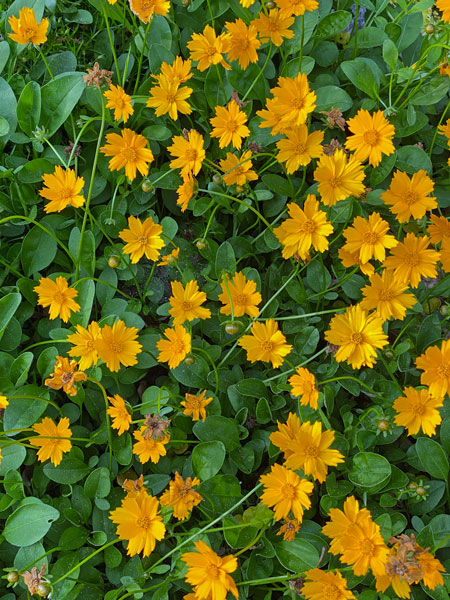 04 30 Coreopsis - i4187