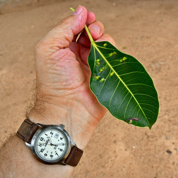 Galls on frangipani leaf - India-1-9861