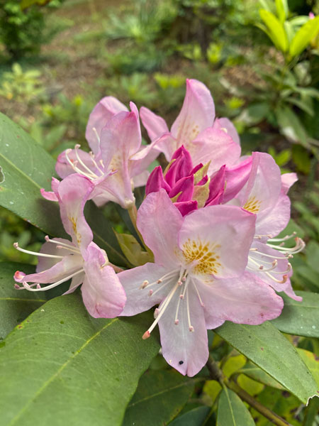 05 07 Rhododendron i4212
