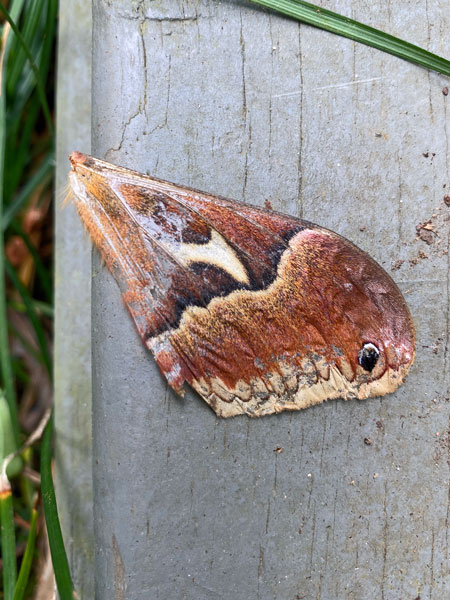 06-06 Tuliptree silkmoth i4385
