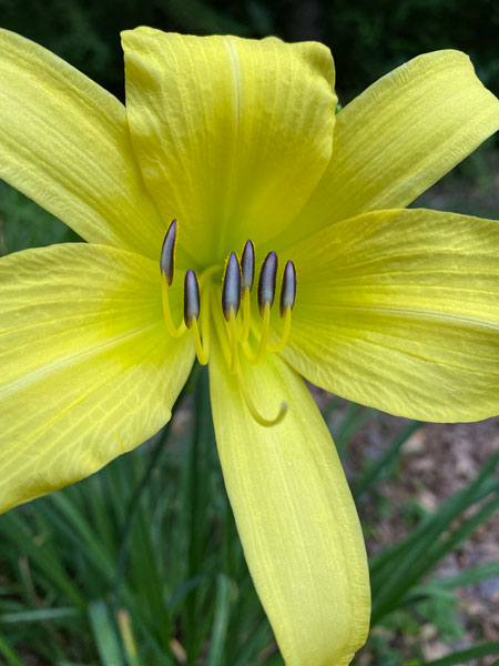 06-19 Day lily i4471