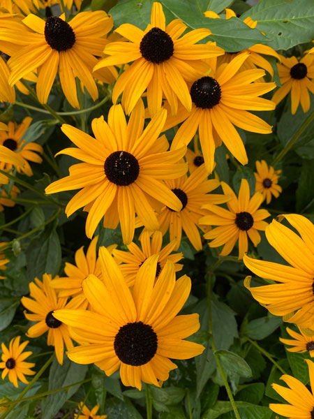 Rudbeckia i5314-1