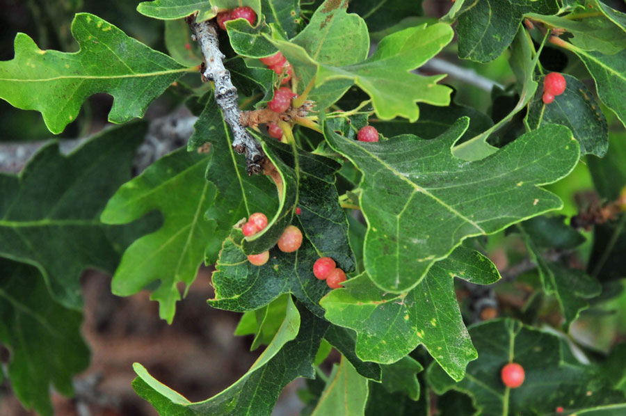 Cynipid wasp galls on Gambel oak - Utah15-8080
