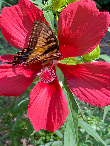 08-14 Tiger swallowtail on swamp hibscus i5669