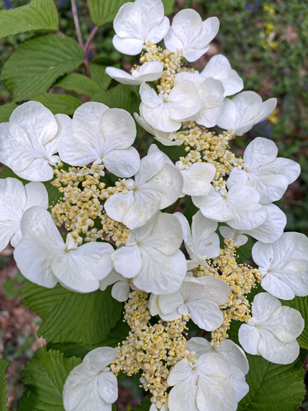 Double-file viburnum i3937