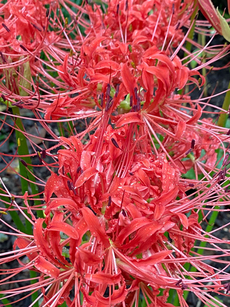 09-20 Red spider lily - Lycoris radiata i6237