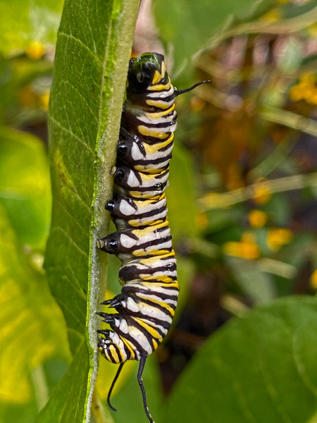 09-09 Monarch caterpillar i5854