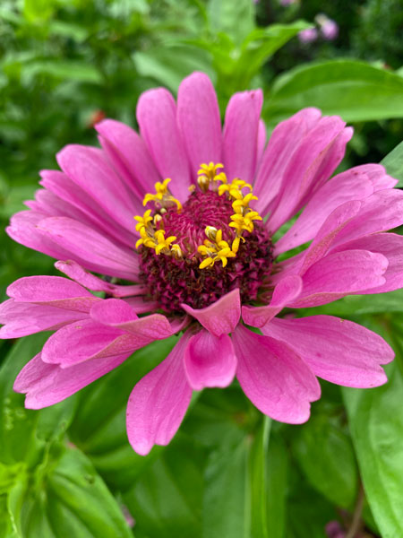 09-09 Zinnia 5844