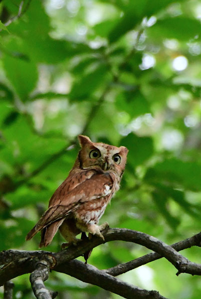 09-11 Eastern screech-owl 2406hcr 
