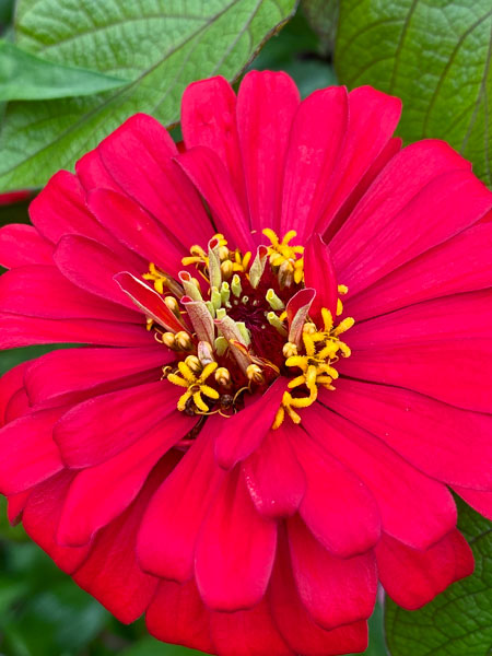 09-09 Zinnia i5845