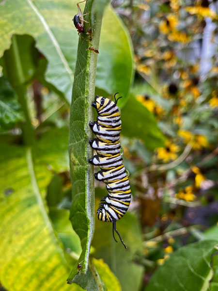 09-09 Monarch caterpillar, red-headed bush cricket and ants on milkweed i5839