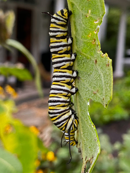 09-09 Monarch caterpillars i5853