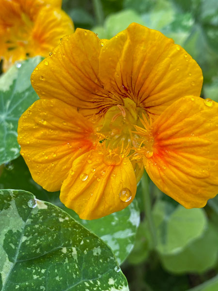 09-09 Nasturtium i5870