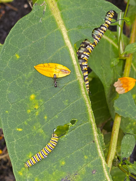 09-09 Little monarch caterpillar, big monarch caterpillar i5860
